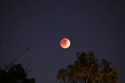 DSC_0916 (Large).JPG